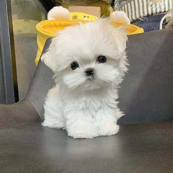 maltese cuccioli disponibili | Foto 0