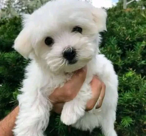 maltese mini toy