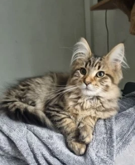 maine coon per adozione