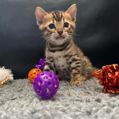 cuccioli bengal