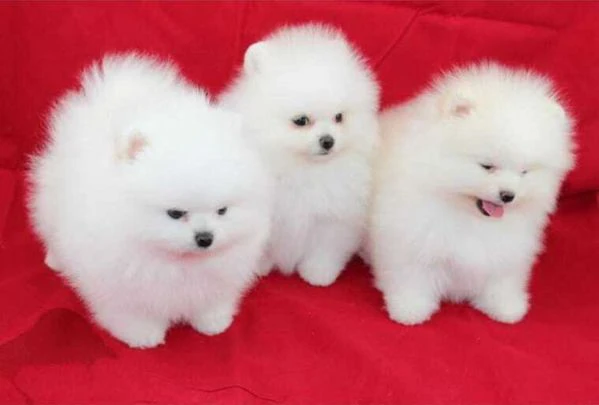 regalo cuccioli di pomerania email 