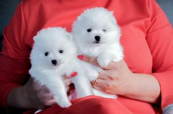 regalo cuccioli di pomerania email  | Foto 1