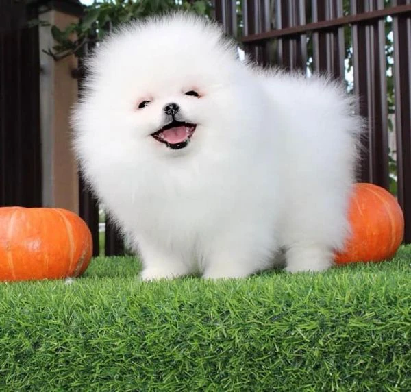 cuccioli pomerania