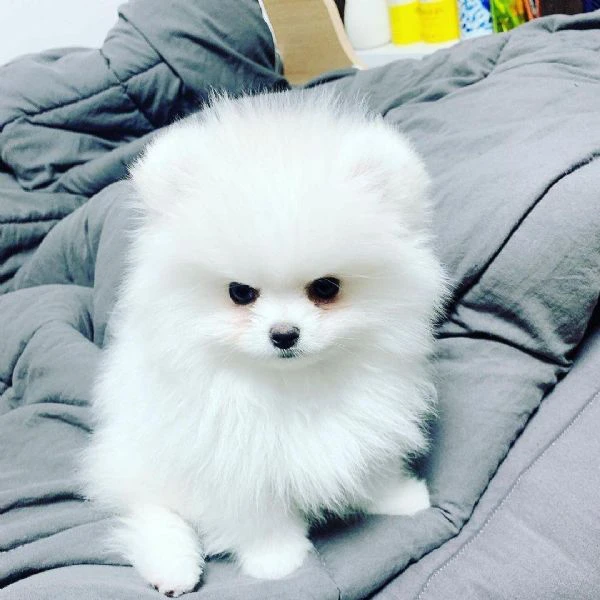 cuccioli volpino di pomerania