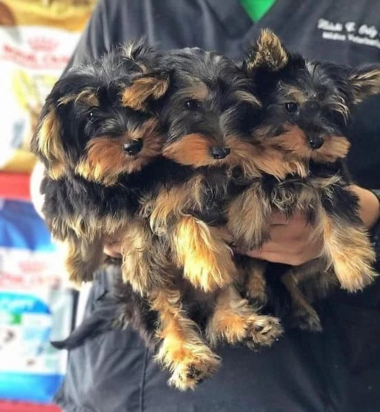 cucciolo yorkshire terrier