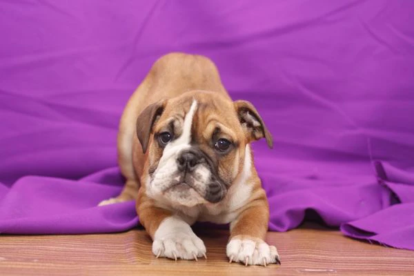 adorabili cuccioli di bulldog inglese