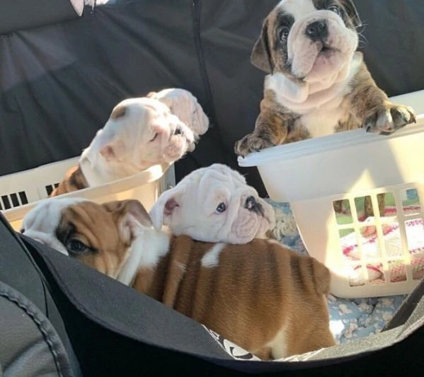 bellissimi cuccioli di bulldog inglese