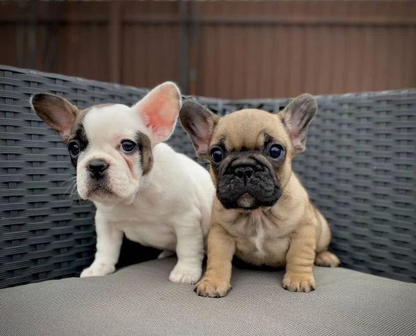 cuccioli bulldog francese