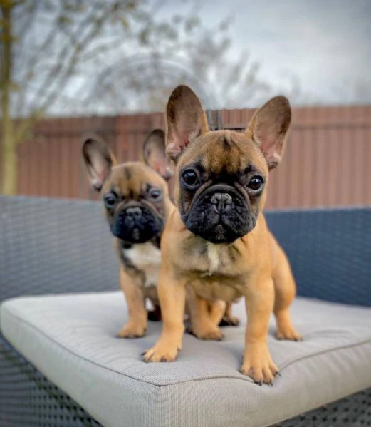 cuccioli di bulldog francese