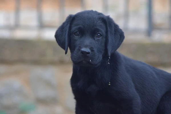 cuccioli di labrador retriever 