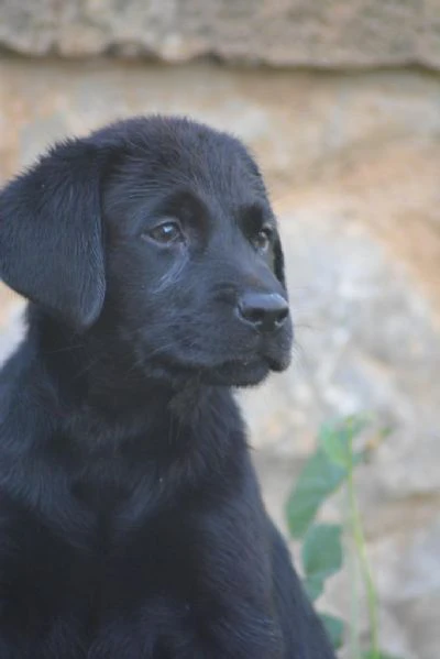 cuccioli di labrador retriever  | Foto 1