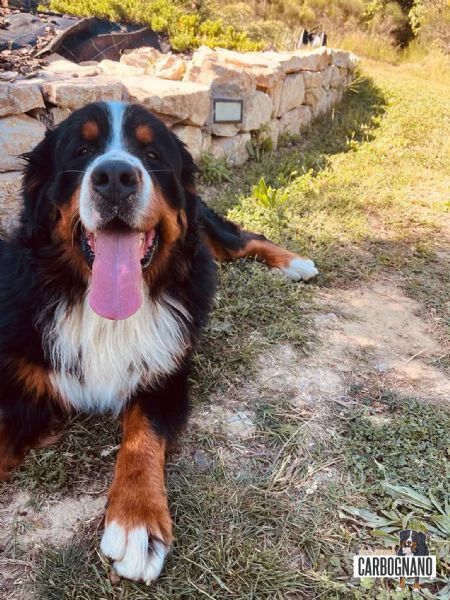 cuccioli di bovaro del bernese con pedigree | Foto 5