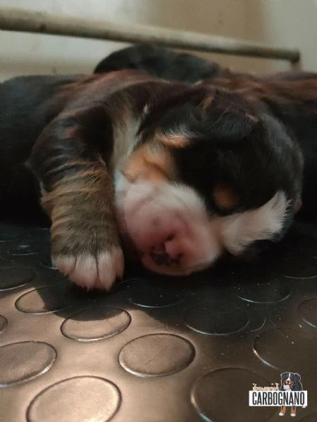 cuccioli di bovaro del bernese con pedigree | Foto 4