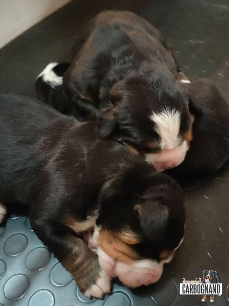 cuccioli di bovaro del bernese con pedigree