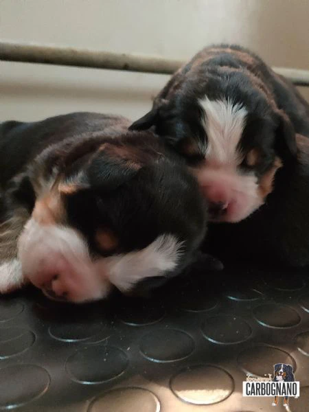 cuccioli di bovaro del bernese con pedigree | Foto 3