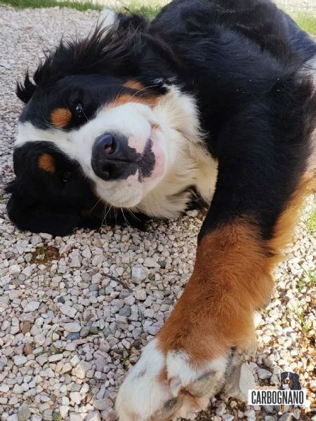 cuccioli di bovaro del bernese con pedigree | Foto 2