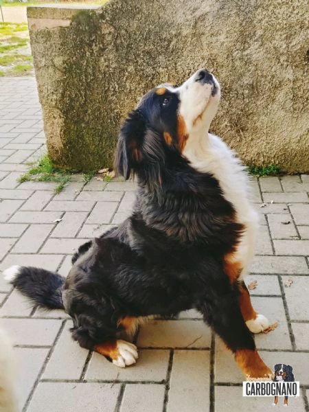 cuccioli di bovaro del bernese con pedigree | Foto 1