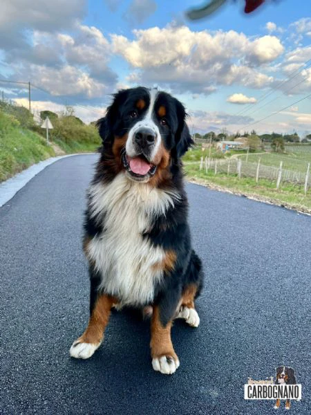 cuccioli di bovaro del bernese con pedigree | Foto 0