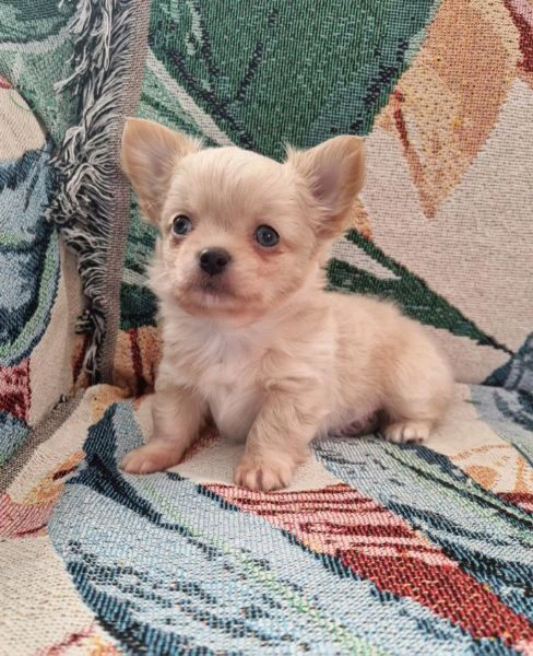 chihuahua pelo lungo cucciolo  | Foto 4