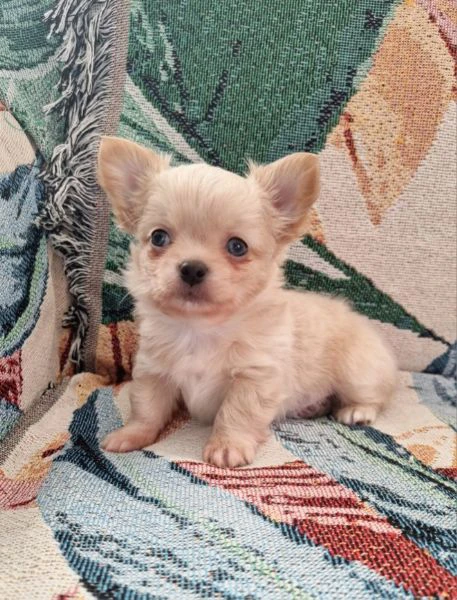 chihuahua pelo lungo cucciolo  | Foto 3