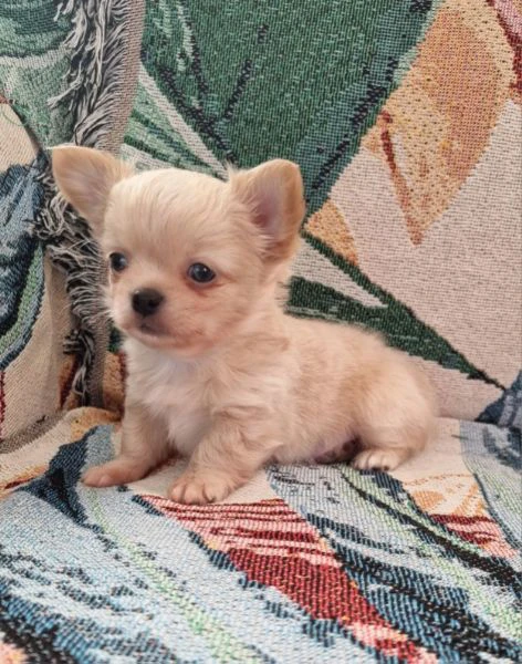 chihuahua pelo lungo cucciolo  | Foto 1