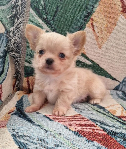 chihuahua pelo lungo cucciolo 