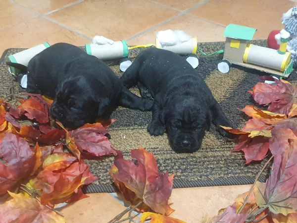 cuccioli cane corso 