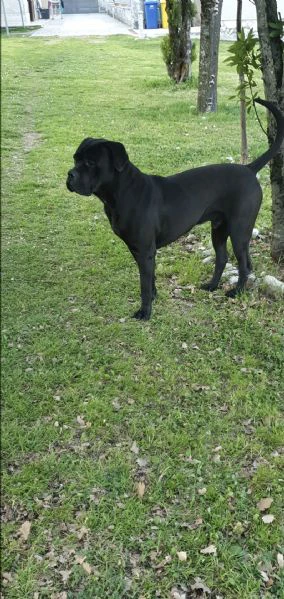 cuccioli cane corso  | Foto 0