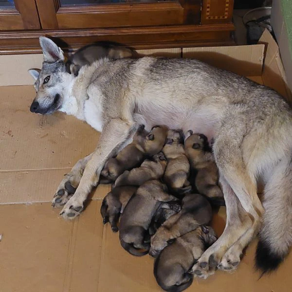 cuccioli di lupo cecoslovacco 