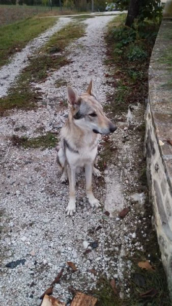 cuccioli di lupo cecoslovacco  | Foto 3