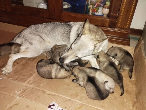 cuccioli di lupo cecoslovacco  | Foto 2