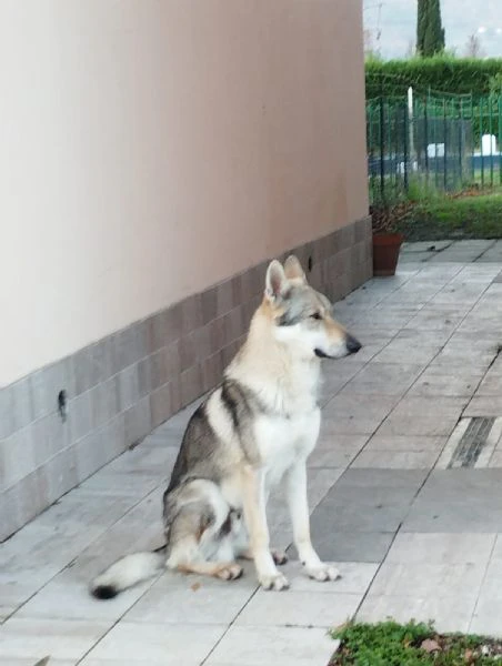 cuccioli di lupo cecoslovacco  | Foto 1