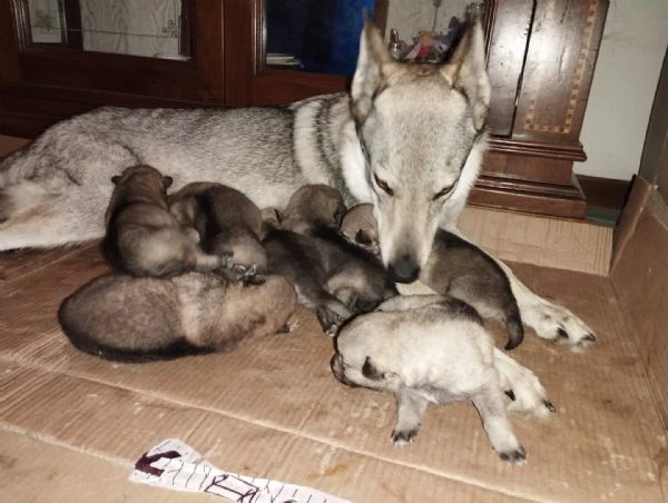 cuccioli di lupo cecoslovacco  | Foto 0