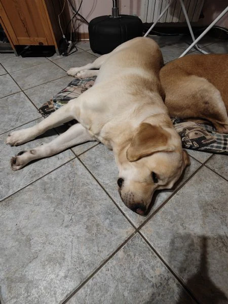 cuccioli di labrador  | Foto 3