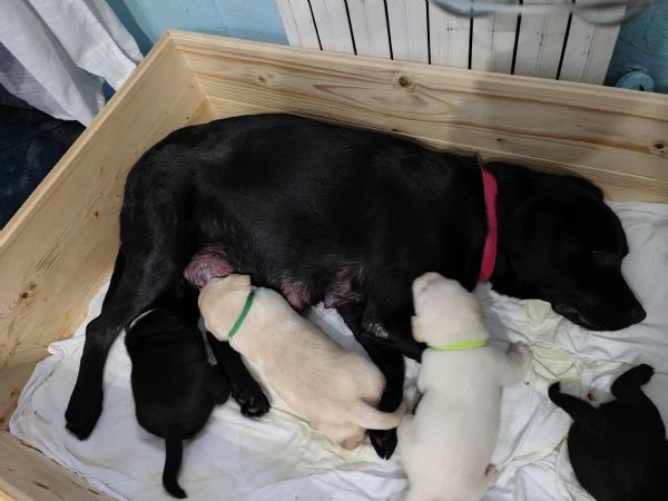 cuccioli di labrador  | Foto 1