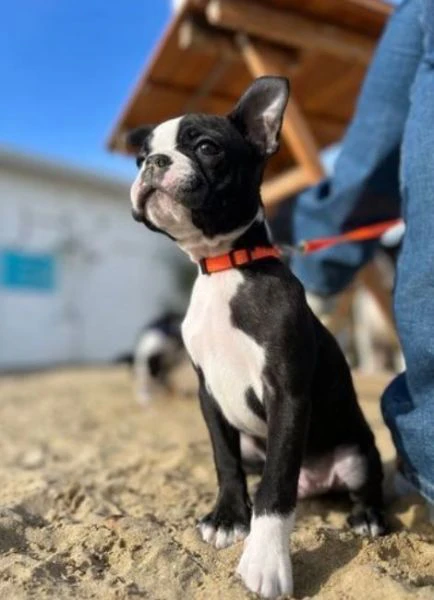 boston terrier cuccioli pedigree enci