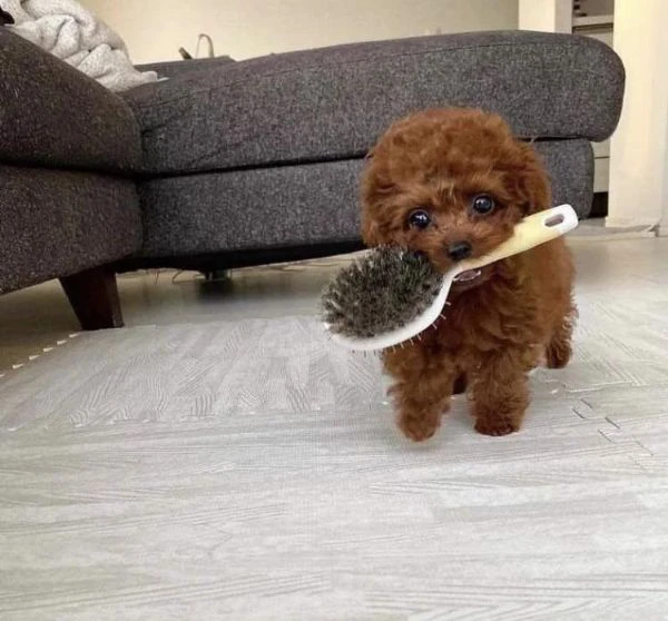 cuccioli di barboncino toy | Foto 0