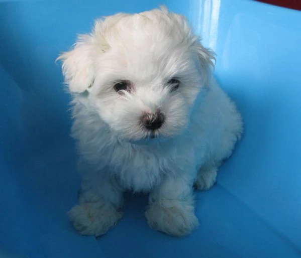 due maltese cuccioli