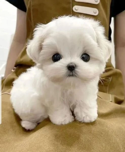 maltese cuccioli disponibili | Foto 0