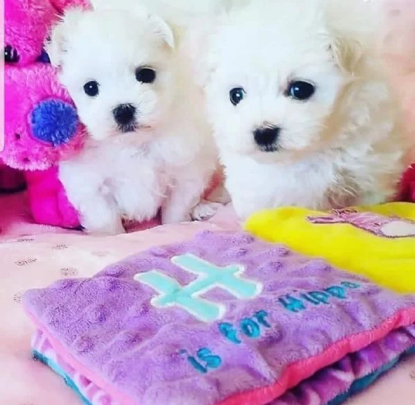 maltese mini toy