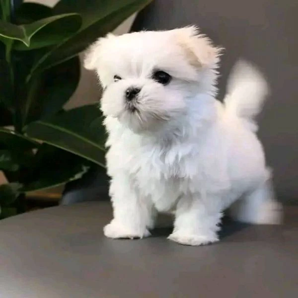 cuccioli di razza maltese toy | Foto 0