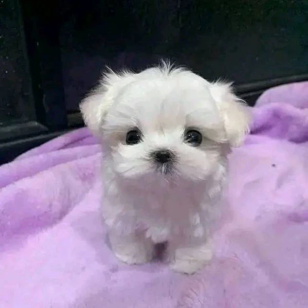 cuccioli di razza maltese toy