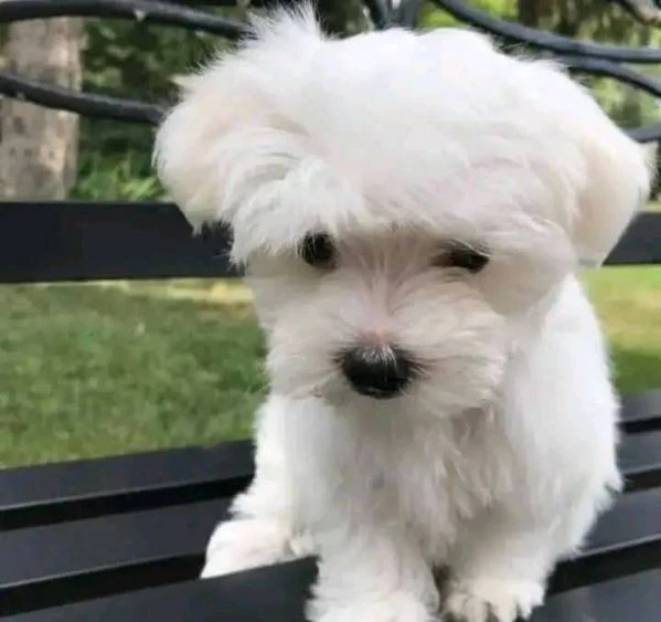 cuccioli di maltese toy | Foto 0