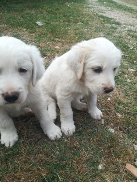 cuccioli golden retriever | Foto 0