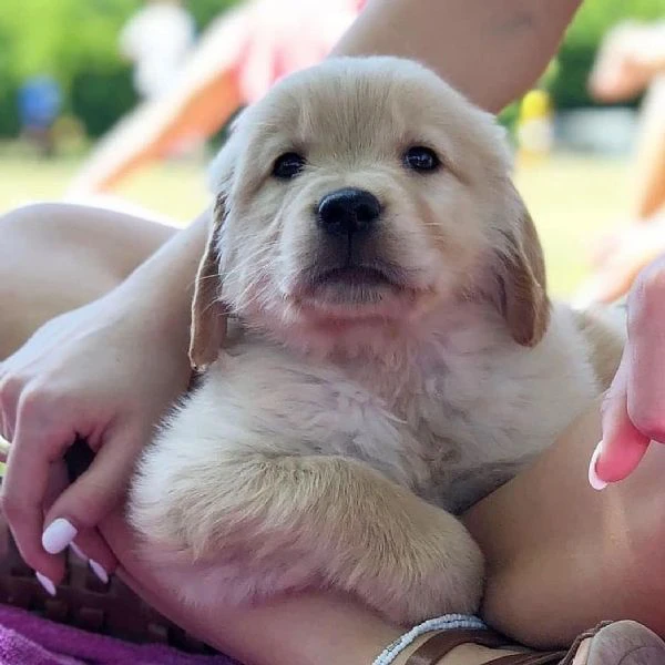 meravigliosi cuccioli golden retriever