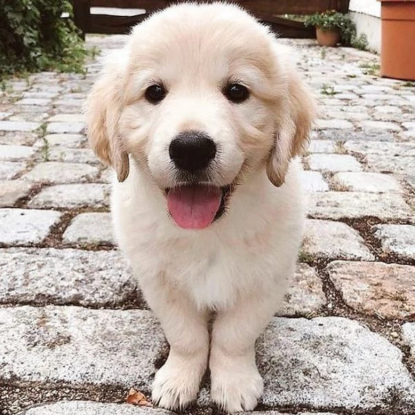 cuccioli maschi di golden retriever