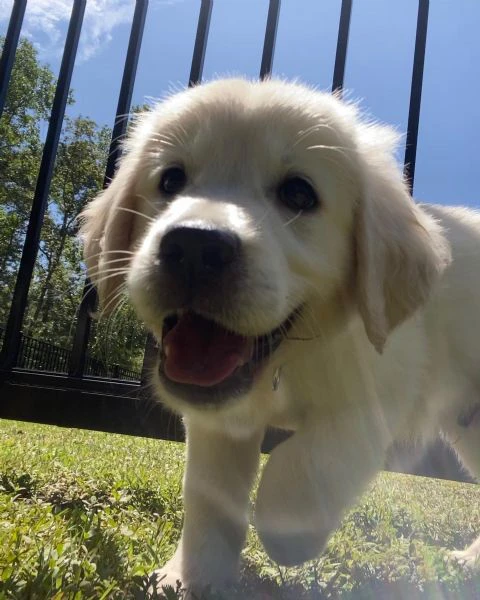 golden retriever cuccioli | Foto 0