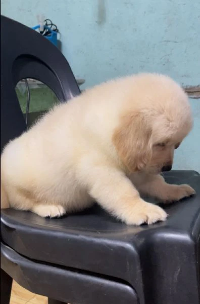 cuccioli golden retriever