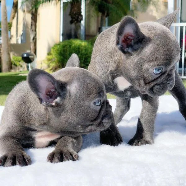 cuccioli di bulldog francese | Foto 0