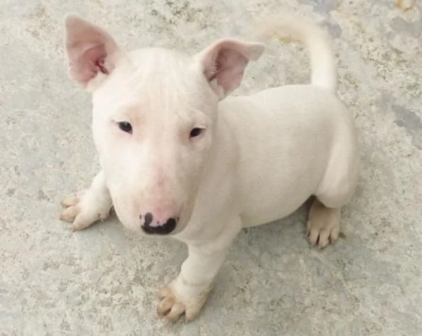 adorabili cuccioli di bull terrier